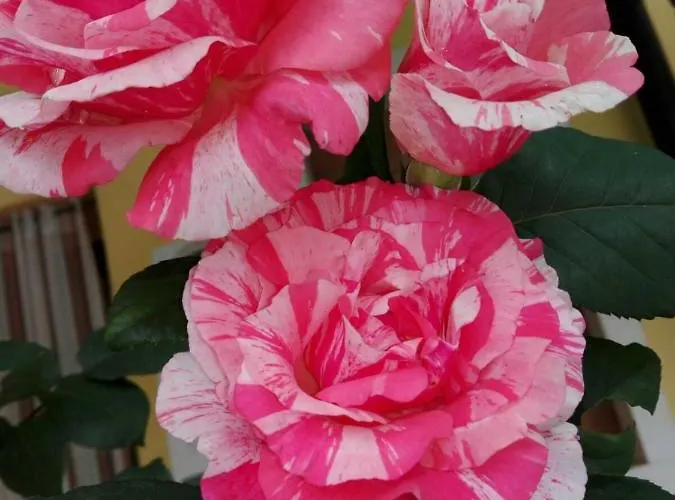 Corte Giare Nocleg ze śniadaniem 4*